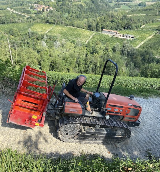 Transport der Trauben